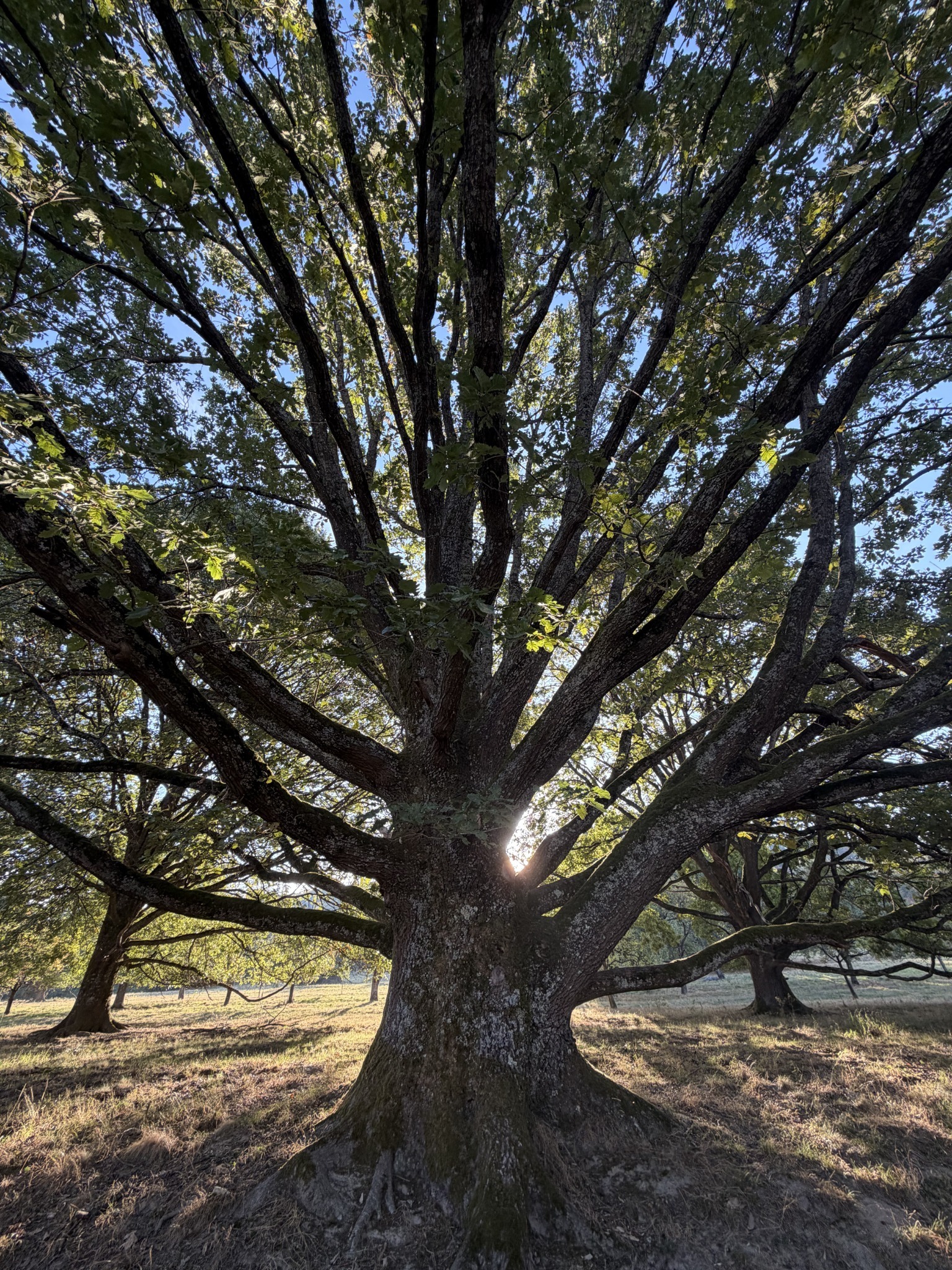 Un grand arbre traversé par la lumière du soleil
